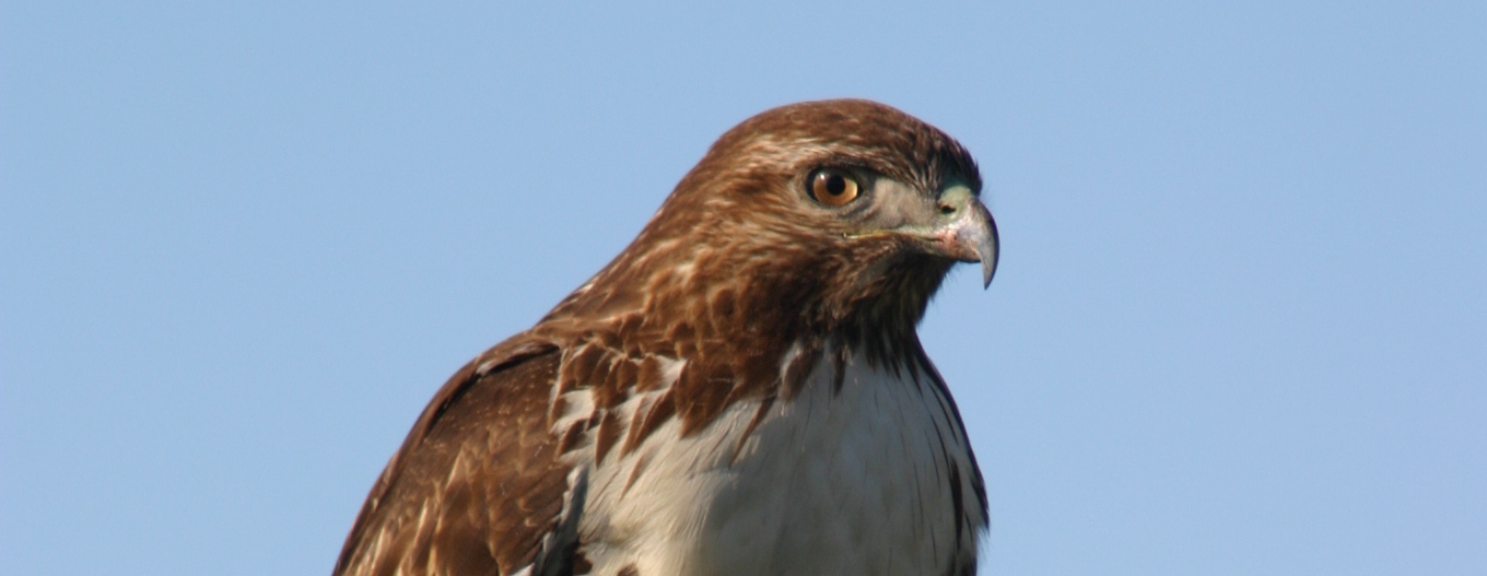Birds of Prey Fall Migration